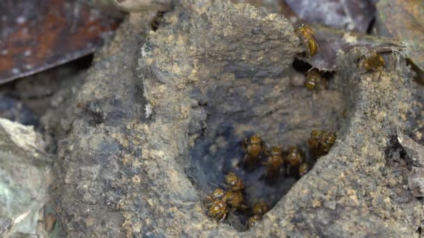 Meliponine Včely Hnízdo Tropický Deštný Prales Ekvádor Video Zpomaleném Filmu — Stock video