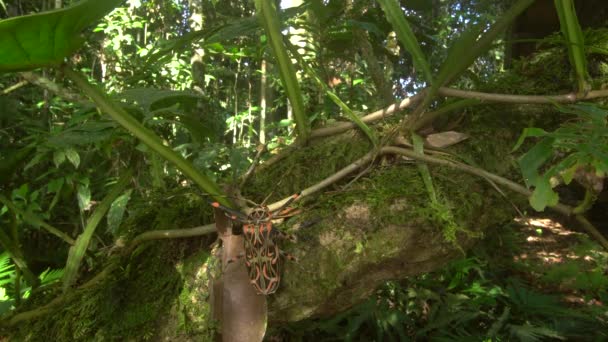 Vídeo Harlequin Beetle Acrocinus Longimanus Grande Besouro Amazônia — Vídeo de Stock