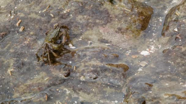 Video Rock Crabs Hemigraphus Water — стоковое видео