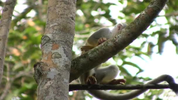 Mono Ardilla Saimiri Sciureus Pequeño Mono Árbol Flora Fauna Video — Vídeos de Stock