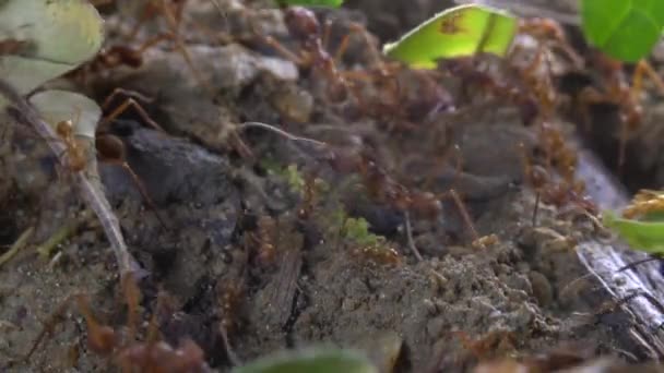 Atta Portando Trozos Hojas Video Cámara Lenta Hormigas Cortadoras Hojas — Vídeo de stock