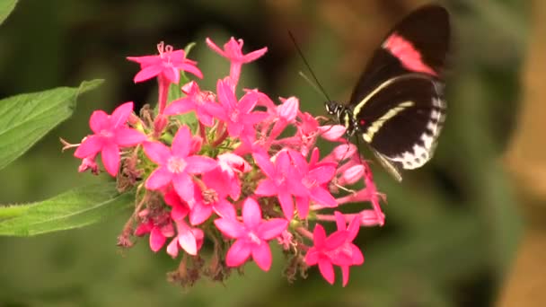 Video Postman Longwing Butterfly Heliconius Melopemene Röd Svart Fjäril — Stockvideo