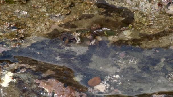 Video Rock Crabs Hemigraphus Water — стоковое видео