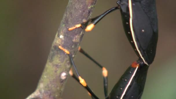 Video Black Shield Bugs Hemiptera Mating Amazon Rainforest — Stock Video