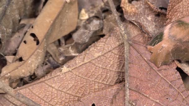 teigne de couleur beige, Équateur, insecte vidéo 