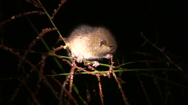 Vidéo Petite Souris Sur Herbe Forêt Amazonienne — Video