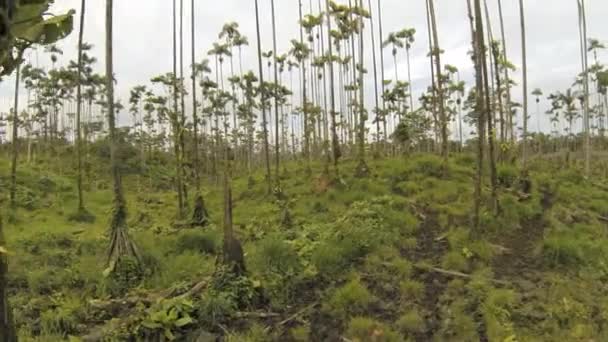 Gröna Långa Träd Miljö Flora Video Skog — Stockvideo