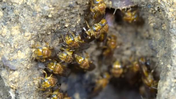 Meliponine Bijen Nest Tropisch Regenwoud Ecuador Video Slow Motion — Stockvideo