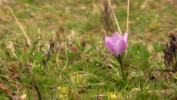 Vídeo Flor Violeta Roxa — Vídeo de Stock