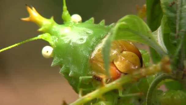 Video Close Van Thorny Devil Katydid Panacanthus Cuspidatus Regenwoud Ecuador — Stockvideo