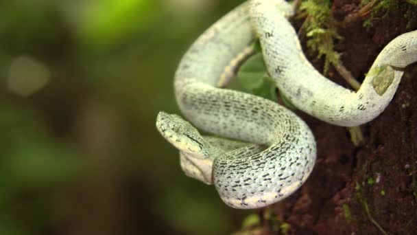 Video Dos Ataque Serpiente Pitviper Bosque Rayado Bothriopsis Bilineata Selva — Vídeos de Stock