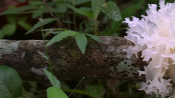 White Jelly Fungus Tremella Fuciformis Growing Rotting Log Rainforest Floor — Stock Video