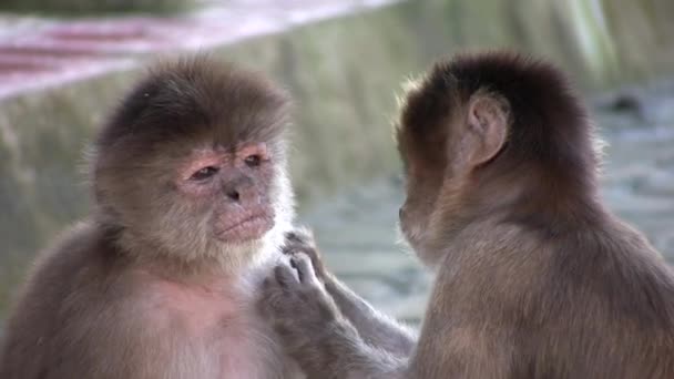 Video Beyaz Başlı Capuchin Maymunları Ekvador Amazonunda Cebus Albifronları — Stok video