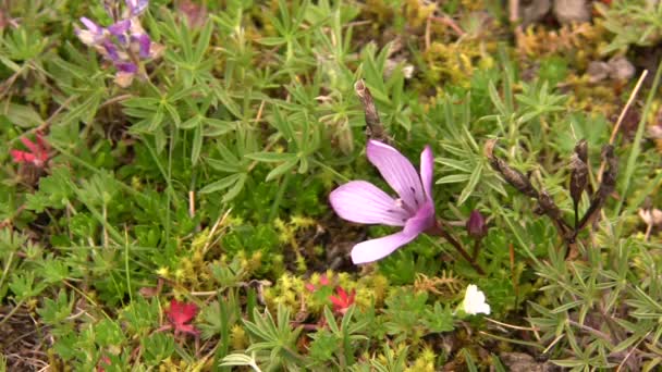 Vídeo Flores Violetas Roxas — Vídeo de Stock