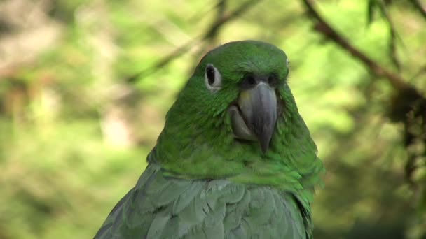 Wideo Zielonym Mealy Parrot Amazona Farinosa Spoczywa Drzewie Lesie Deszczowym — Wideo stockowe
