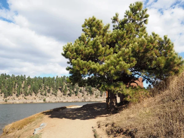 Pinetree door Evergreen Lake — Stockfoto