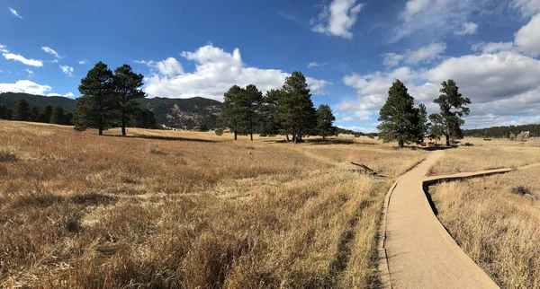 Colorado à feuilles persistantes — Photo