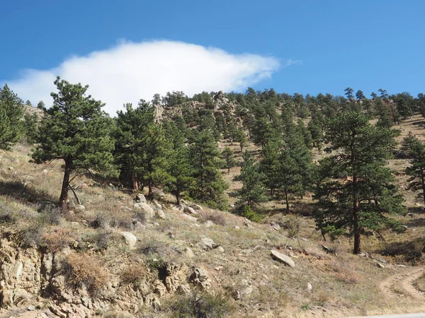 Groenblijvende bomen op een berg — Stockfoto