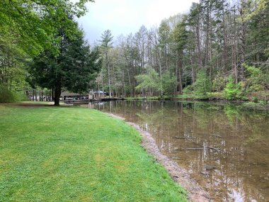 Ormanda küçük bir gölet. Göletin yanında bir sürü ağaç ve çimen var..