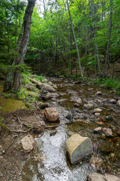 Petits Ruisseaux Coulent Travers Quelques Rochers Dans Les Bois — Photo