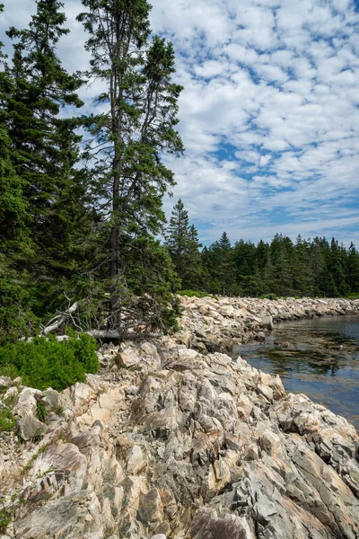 Träd Omger Vik Skolhalvön Nationalparken Acadia Maine — Stockfoto