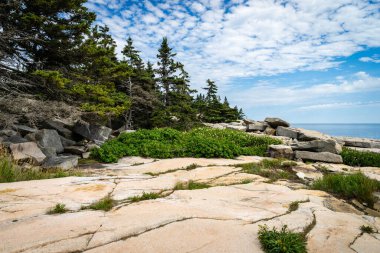 Acadia Ulusal Parkı 'ndaki Schoodic Point' te ağaçlar ve granit kayalar