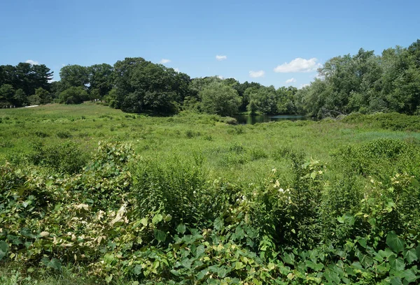 Grand Champ Avec Des Arbres Arrière Plan Près Petit Étang — Photo