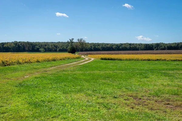 Large Grass Area Leads Crop Wide Open Field — Stock Photo, Image