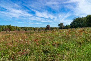 Üzerinde parlak mavi gökyüzü olan ağaç çizgisi olan güzel bir çayır..