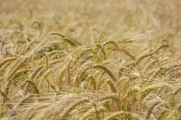 Orelhas Douradas Trigo Campo — Fotografia de Stock