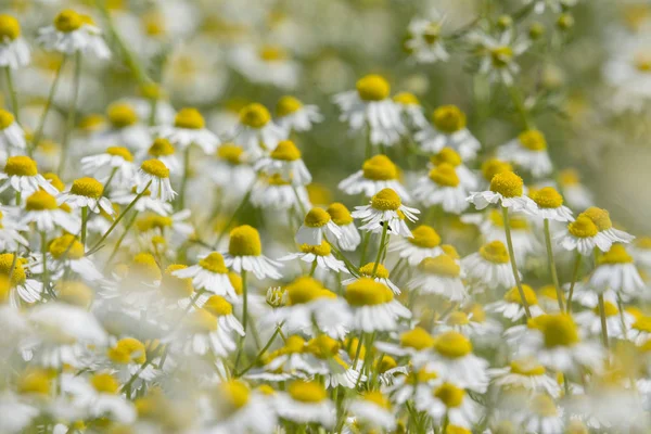 Camomilles Blanches Sur Champ Vert — Photo