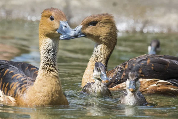 Üzerinde Yaban Ördeği — Stok fotoğraf