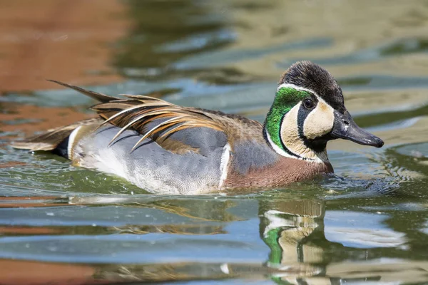 Wilde Eend Het Water — Stockfoto