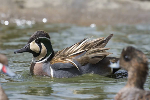 Wild Duck Water — Stock Photo, Image