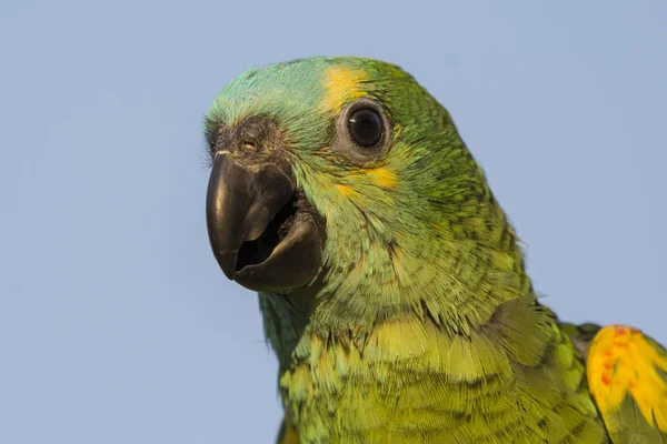 Bir Dalda Papağan — Stok fotoğraf