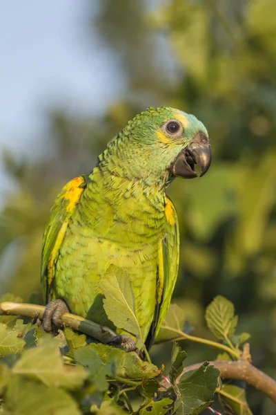 Papoušek Větvi — Stock fotografie