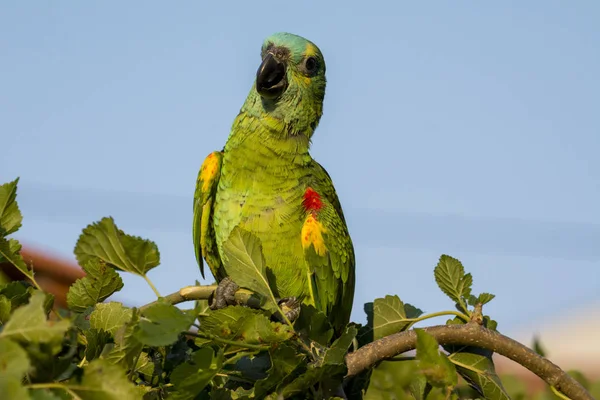 Pappagallo Ramo — Foto Stock