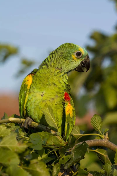Ein Papagei Auf Einem Ast — Stockfoto