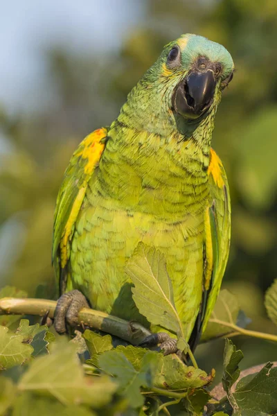 Papoušek Větvi — Stock fotografie