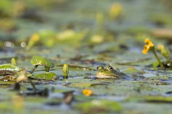 Sapo Verde Lírios Água Amarela — Fotografia de Stock