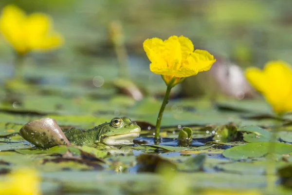 Green Frog Yellow Water Lilies — Stock Photo, Image