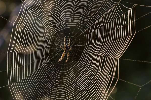 Spinnenweb Groen Bos — Stockfoto