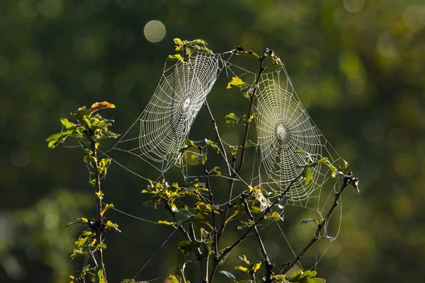 Toile Araignée Forêt Verte — Photo