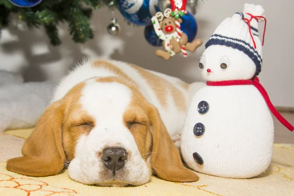 Beautifully Beagle Puppy Christmas Tree — Stock Photo, Image