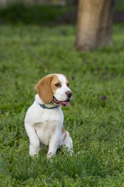 güzel beagle köpek yeşil çimenlerin üzerinde