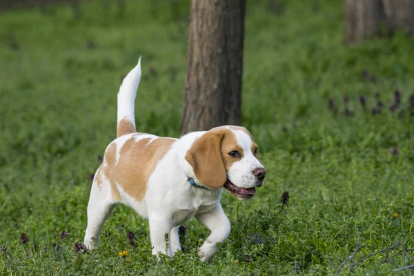 Schöner Beagle Hund Auf Dem Grünen Gras — Stockfoto