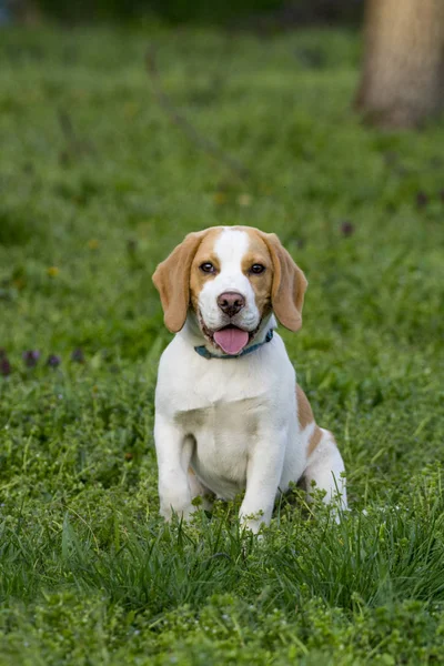 Schöner Beagle Hund Auf Dem Grünen Gras — Stockfoto
