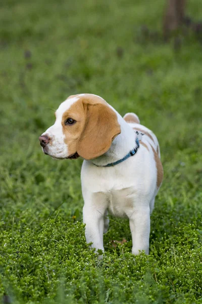 緑の芝生の上の美しいビーグル犬 — ストック写真