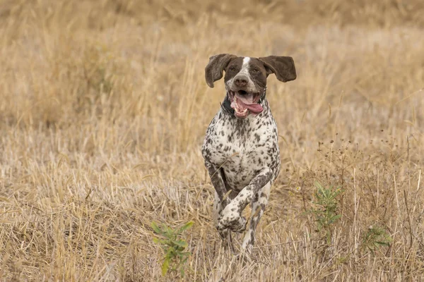 フィールドの猟犬 — ストック写真