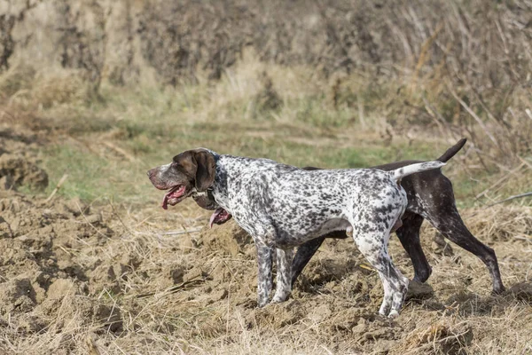 Hunting Dog Field — Stock Photo, Image
